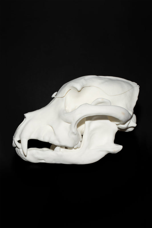 BITE BAG side profile on black, jaw closed, the sculptural canine skull in natural bone colour